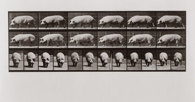 Maiale che cammina, Tavola 673 da Animal Locomotion da Eadweard Muybridge