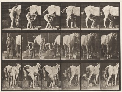 Tavola 509. Ferratura di un cavallo da Eadweard Muybridge