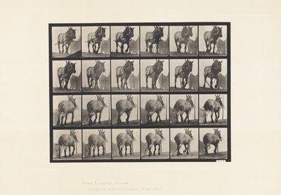 Tavola 564. Traino; Catena del Tronco Rotta; Cavallo Belga Grigio Scuro Dusel da Eadweard Muybridge