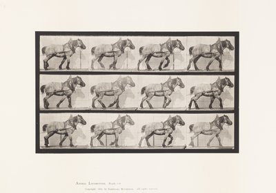Tavola 565. Traino; Cavallo Belga Grigio Scuro Dusel da Eadweard Muybridge