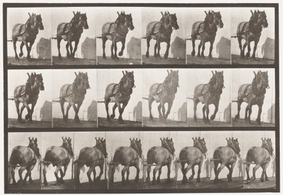 Tavola 566. Trainare; cavallo belga grigio scuro Dusel, 1885 da Eadweard Muybridge