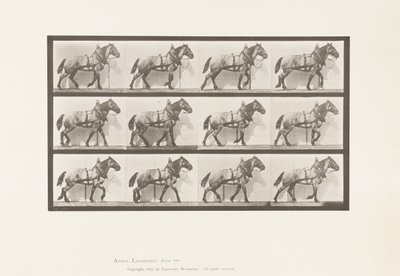 Trainare; Cavallo Belga Grigio Scuro Billy, 1885 da Eadweard Muybridge