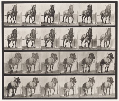 Tavola 568. Traino; Cavallo Belga Grigio Scuro Billy da Eadweard Muybridge
