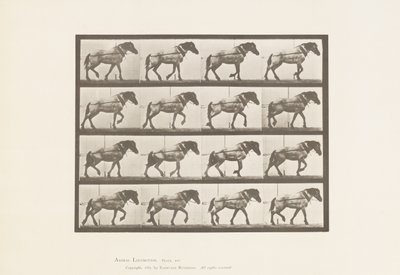 Tavola 569. Trainare; cavallo belga grigio scuro Hansel, 1885 da Eadweard Muybridge