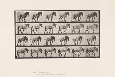 Trainare; Cavallo Belga Grigio Scuro Hansel, 1885 da Eadweard Muybridge