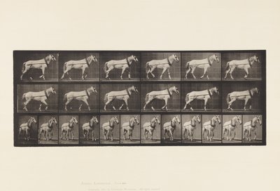 Trainare; Giumenta Grigio Chiaro Johnson, 1885 da Eadweard Muybridge