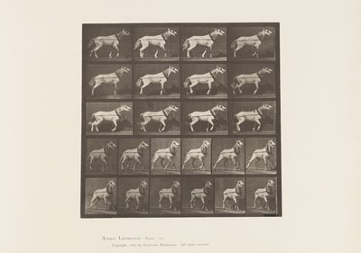 Trainare; Testa Tirata; Giumenta Grigio Chiaro, 1885 da Eadweard Muybridge