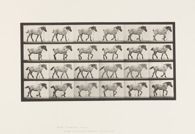 Tavola 574. Camminare; Libero; Cavallo belga grigio scuro Hansel da Eadweard Muybridge