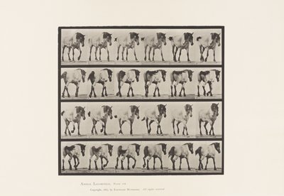 Camminare; Libero; Cavallo Belga Grigio Scuro Hansel, 1885 da Eadweard Muybridge