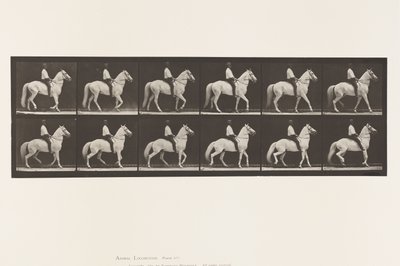 Camminare; Sella; Irregolare; Cavallo Bianco Clinton, 1885 da Eadweard Muybridge