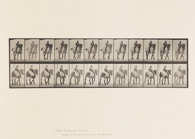 Tavola 578. Camminata; Senza Sella; Cavallo Belga Grigio Scuro Dusel da Eadweard Muybridge