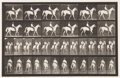 Camminare; Sella; Cavallo Bianco Elberon, 1885 da Eadweard Muybridge