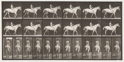 Camminare; Cavallo grigio chiaro senza sella; Cavaliere nudo da Eadweard Muybridge