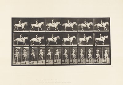 Tavola 582. Camminata; Sella; Cavaliere, 43, Nudo; Cavallo Grigio Chiaro Smith da Eadweard Muybridge