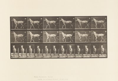 Camminare; Sulky; Cavalla grigia chiara, Katydid da Eadweard Muybridge