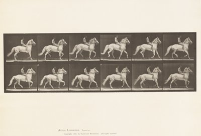 Tavola 590. Ambling da Eadweard Muybridge
