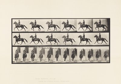Tavola 593. Andatura Oscillante; Sella; Cavallo Bruno Pronto da Eadweard Muybridge