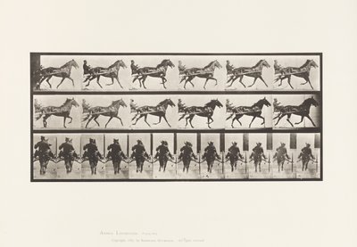 Tavola 594. Dondolamento (Passo): Sulky; Cavallo Marrone Pronto da Eadweard Muybridge