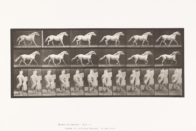 Tavola 596. Trotto; Libero; Cavallo Grigio Chiaro Eagle da Eadweard Muybridge
