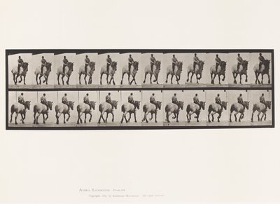Tavola 599. Trotto; Senza Sella; Cavallo Grigio Scuro Dusel da Eadweard Muybridge