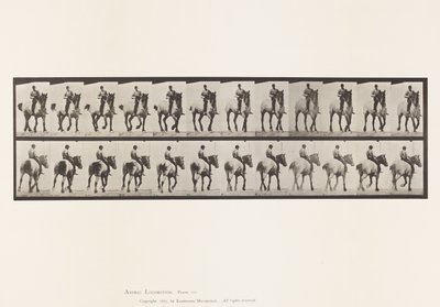 Tavola 600. Trotto; Senza sella; Grigio scuro Dusel da Eadweard Muybridge