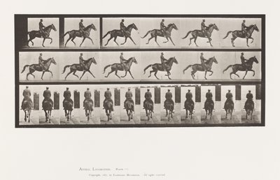 Tavola 601. Trotto; Sella; Giumenta Marrone Beauty da Eadweard Muybridge