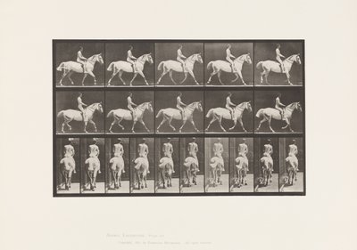 Tavola 603. Trotto; Sella; Cavallo Grigio Chiaro Smith da Eadweard Muybridge