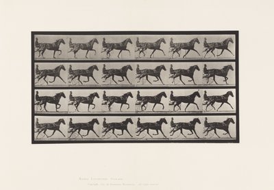 Tavola 608. Trotto; Sulky; Cavalla Sauro Flode Holden da Eadweard Muybridge