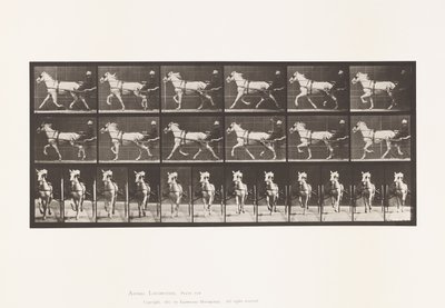 Tavola 610. Trotto; Sulky; Giumenta Grigia, Katydid da Eadweard Muybridge