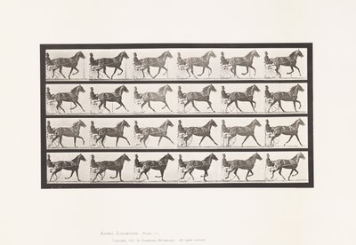 Tavola 614. Trotto; Passaggio al Galoppo; Baia Mare Flode Holden da Eadweard Muybridge