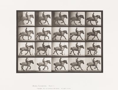 Galoppo lento; Senza sella; Cavallo belga grigio scuro Hansel da Eadweard Muybridge