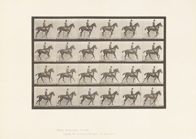 Tavola 616. Trotto; Sella; Cavallo Baio Daisy da Eadweard Muybridge