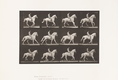 Tavola 617. Galoppo; Senza sella; Cavaliere, 106, Nudo; Cavallo bianco Clinton, 1885 da Eadweard Muybridge