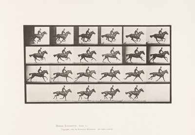 Tavola 625. Galoppo; Cavallo Purosangue Baio Bouquet da Eadweard Muybridge