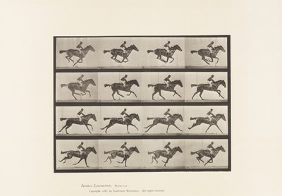 Tavola 626. Galoppo; Cavalla Purosangue Baia Annie G. da Eadweard Muybridge