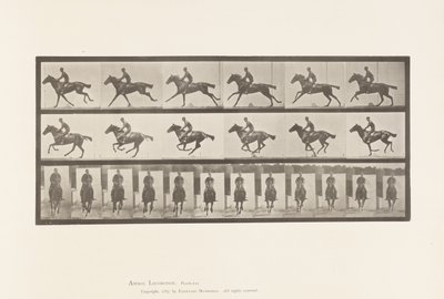 Tavola 631. Galoppo; Sella; Cavallo Purosangue Baio Bouquet da Eadweard Muybridge