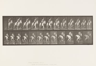 Tavola 635. Galoppo; Sella; Cavalla Grigia Pandora da Eadweard Muybridge