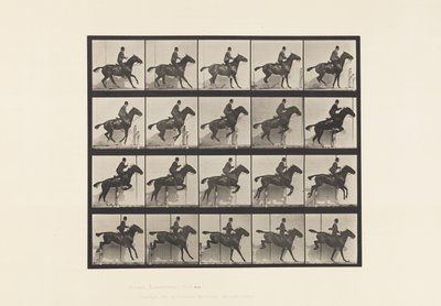 Tavola 638. Salto di un Ostacolo; Sella; Cavallo Baio Daisy da Eadweard Muybridge