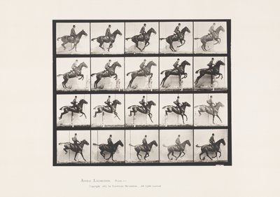 Tavola 640. Saltando un ostacolo; Sella; Cavallo Baio Daisy da Eadweard Muybridge