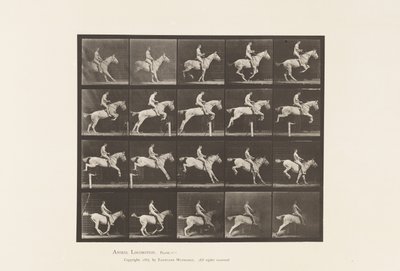 Tavola 642. Salto di un ostacolo; Sella; Cavaliere, 105, Nudo; giumenta grigia, 1885 da Eadweard Muybridge