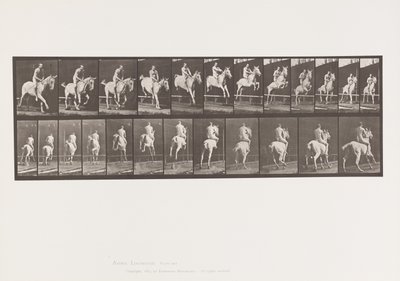 Tavola 647. Saltando un Ostacolo; Senza Sella; Cavaliere da Eadweard Muybridge
