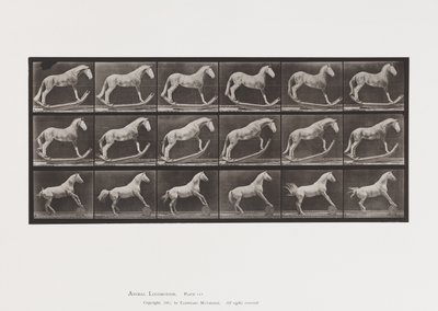 Piastra 649. A, Calabrone, Dondolante; B, Aquila, Barile Rotolante, Etc. da Eadweard Muybridge