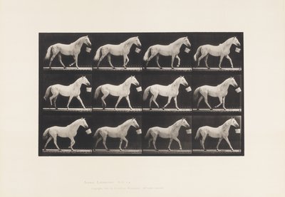 Tavola 650. Camminando con un Secchio in Bocca; Cavallo Grigio Chiaro da Eadweard Muybridge