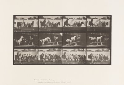 Piastra 651. A, Suonare la Campana; B, Tavola Oscillante; C, Addestramento Militare da Eadweard Muybridge