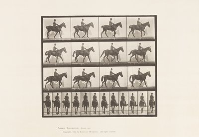 Piastra 655. Camminare; Sella; Spavino, gamba posteriore destra; Cavallo da Eadweard Muybridge