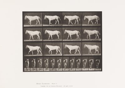 Piastra 656. Camminare; Libero; Ossificazione della cartilagine da Eadweard Muybridge