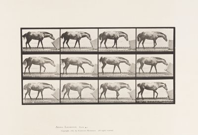 Piastra 657. Rotolamento di una scatola; Pony, Lotta da Eadweard Muybridge