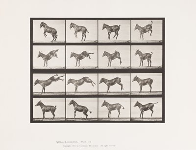 Tavola 659. Mulo; A, B, Impennata e Calci; Ruth da Eadweard Muybridge