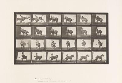 Tavola 661. Mulo; A, B, Un Animale Refrattario Ruth da Eadweard Muybridge