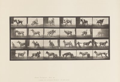 Piastra 662. Mulo; A, B, Un Animale Refrattario Denver da Eadweard Muybridge